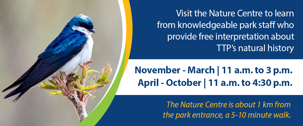 Visit the Nature Centre to learn about the natural history of Tommy Thompson Park