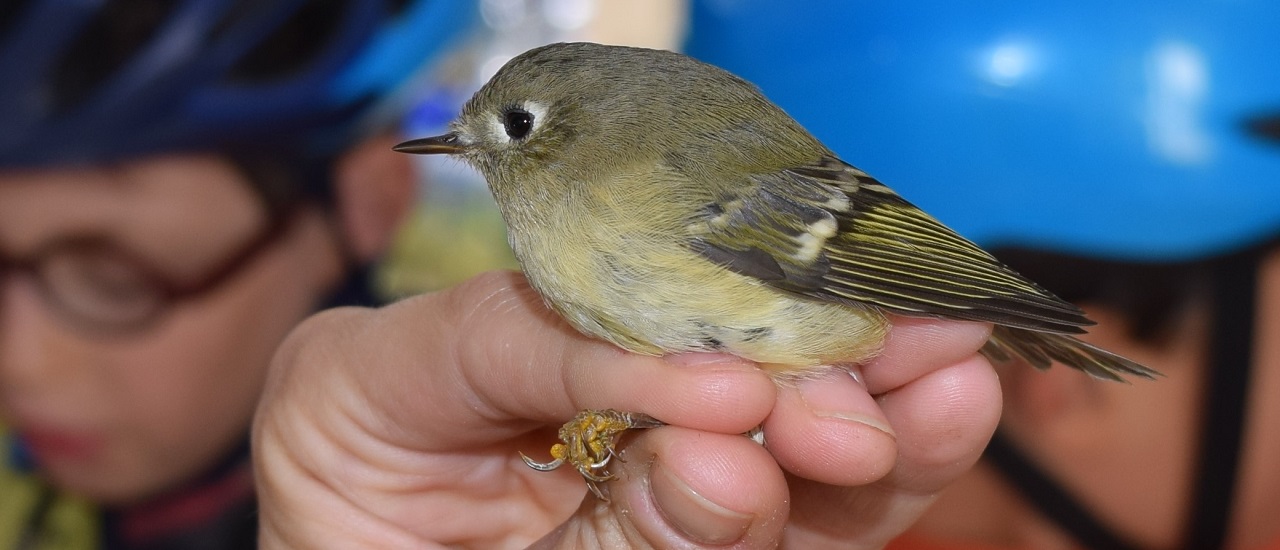 summer campers pay a visit to the Bird Research Station at Tommy Thompson Park