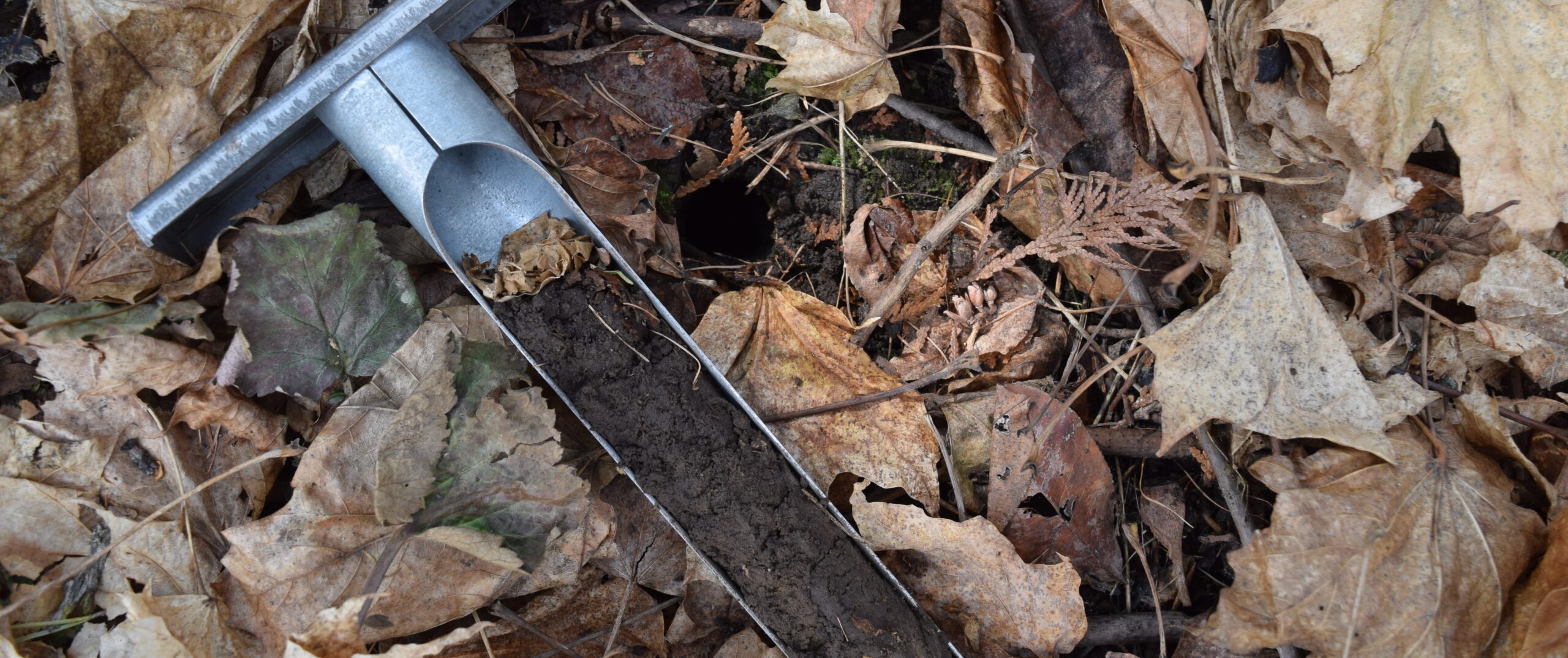 A metal, hand-held soil auger containing a soil sample lies on a ground coverered in dry, brown leaves.