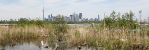 view of the Toronto skyline from Tommy Thompson Park
