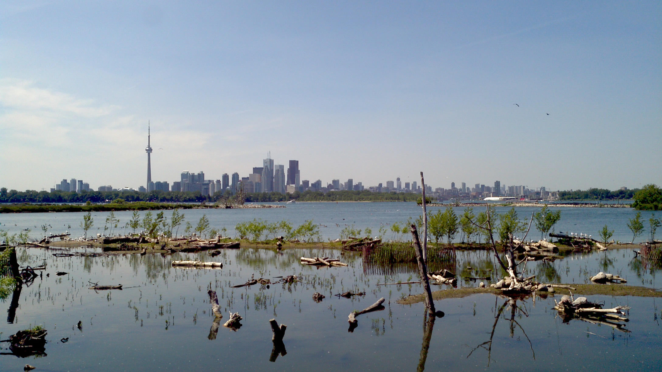 A view of Toronto across a newly constructed wetland at Tommy Thompson Park.
