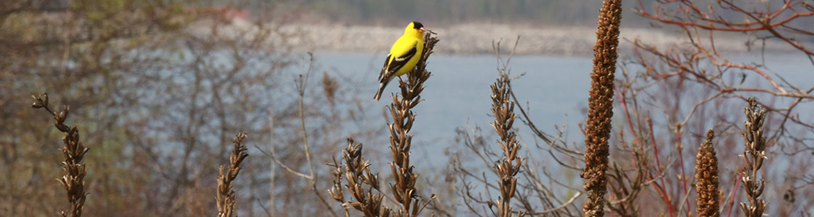 American goldfinch perched in wetland at Tommy Thompson Park