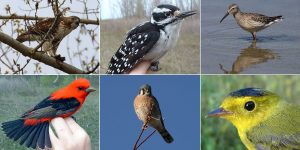 montage of bird species recorded in Tommy Thompson Park