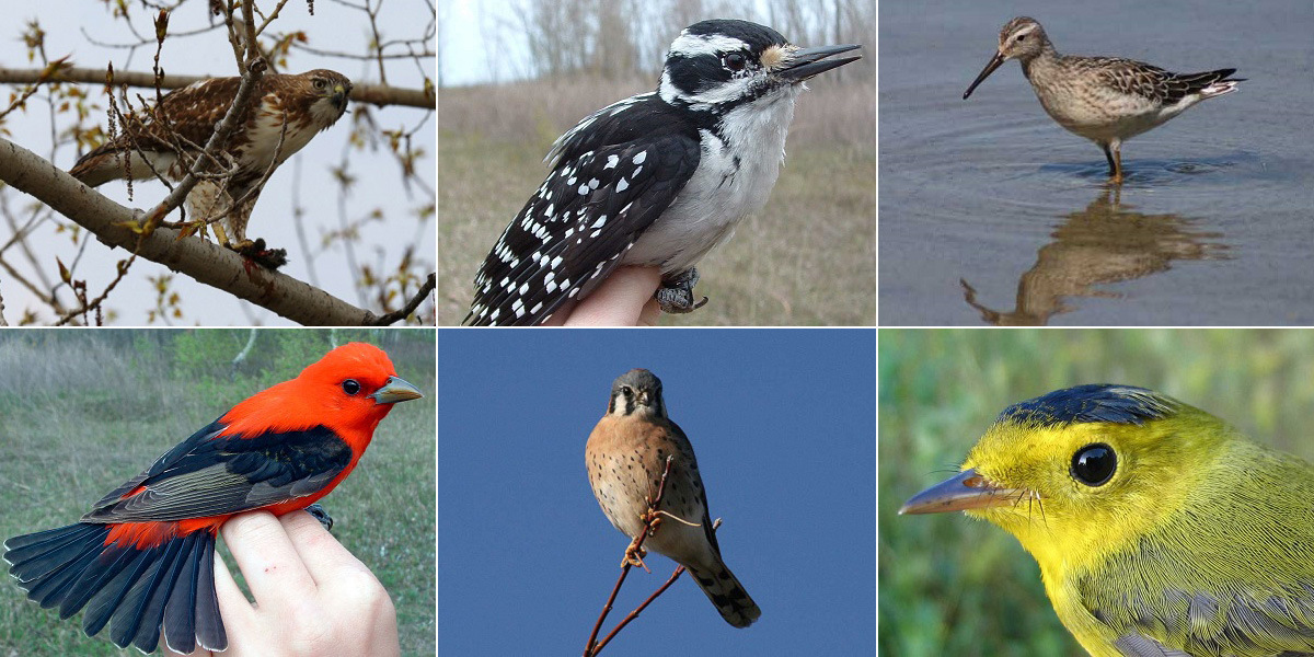 Montage of bird species recorded in Tommy Thompson Park