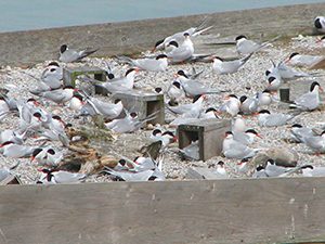 common terns on reef raft at Tommy Thompson Park