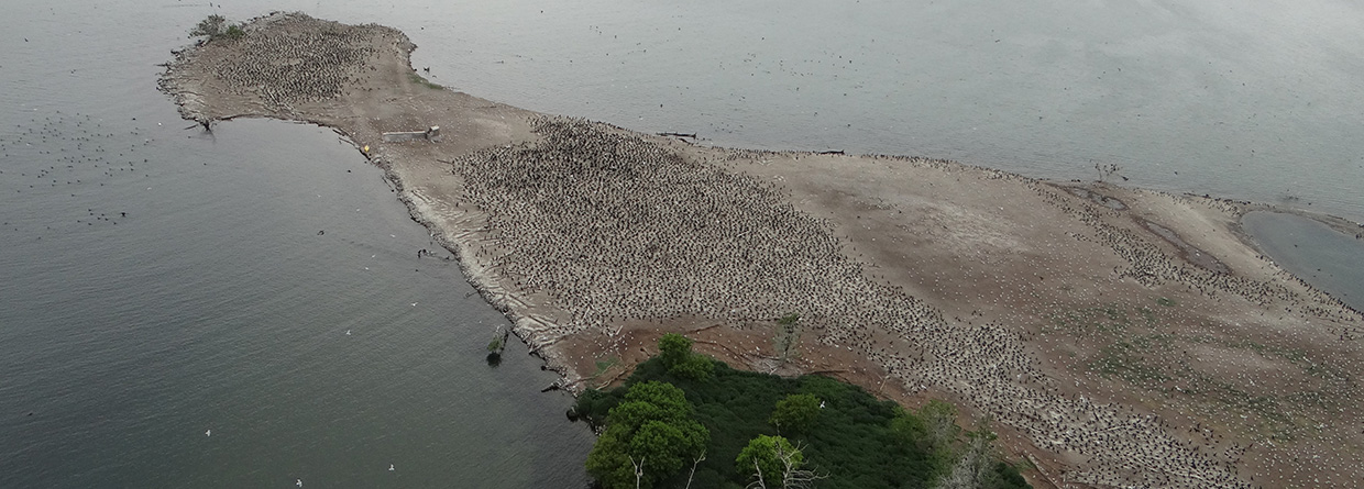 aerial view of the cormorant colony at Tommy Thompson Park