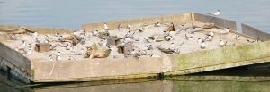 tern raft at Tommy Thompson Park