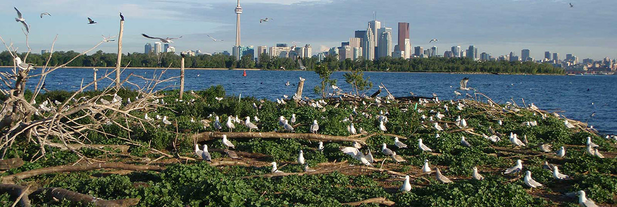 colony of waterbirds at Tommy Thompson Park