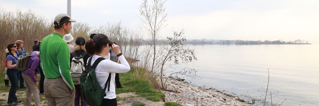 visitors bird watching at Tommy Thompson Park