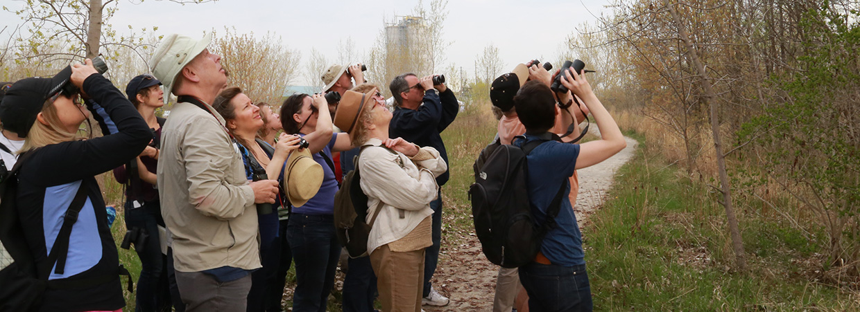 visitors bird watching at Tommy Thompson Park