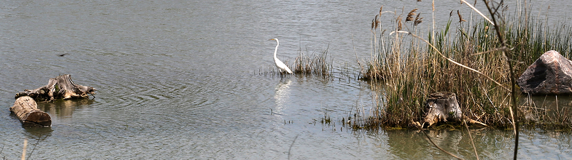 heron in wetland at Tommy Thompson Park