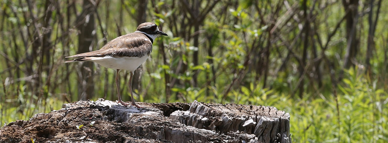 migratory bird perches on a tree stump at Tommy Thompson Park