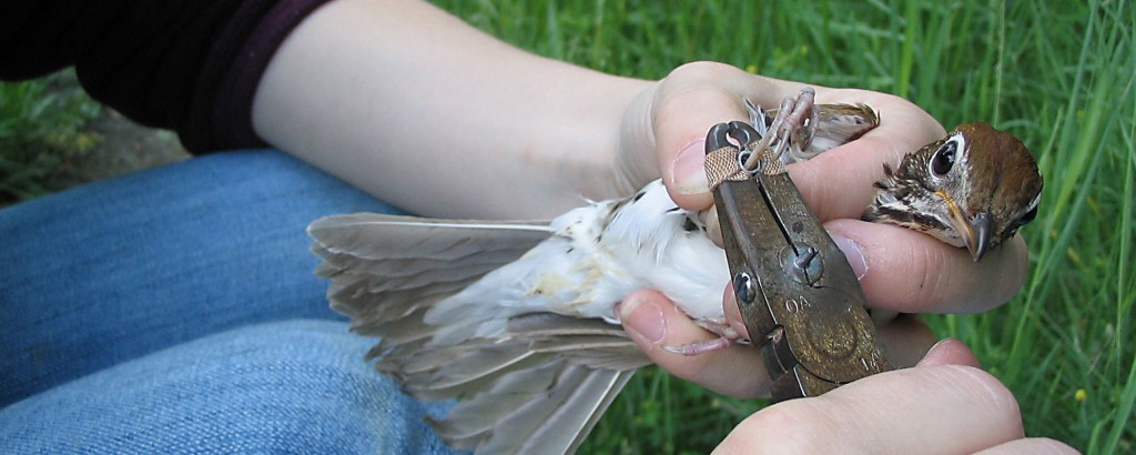 ttp-birdbanding1