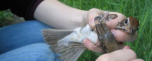 Bird banding