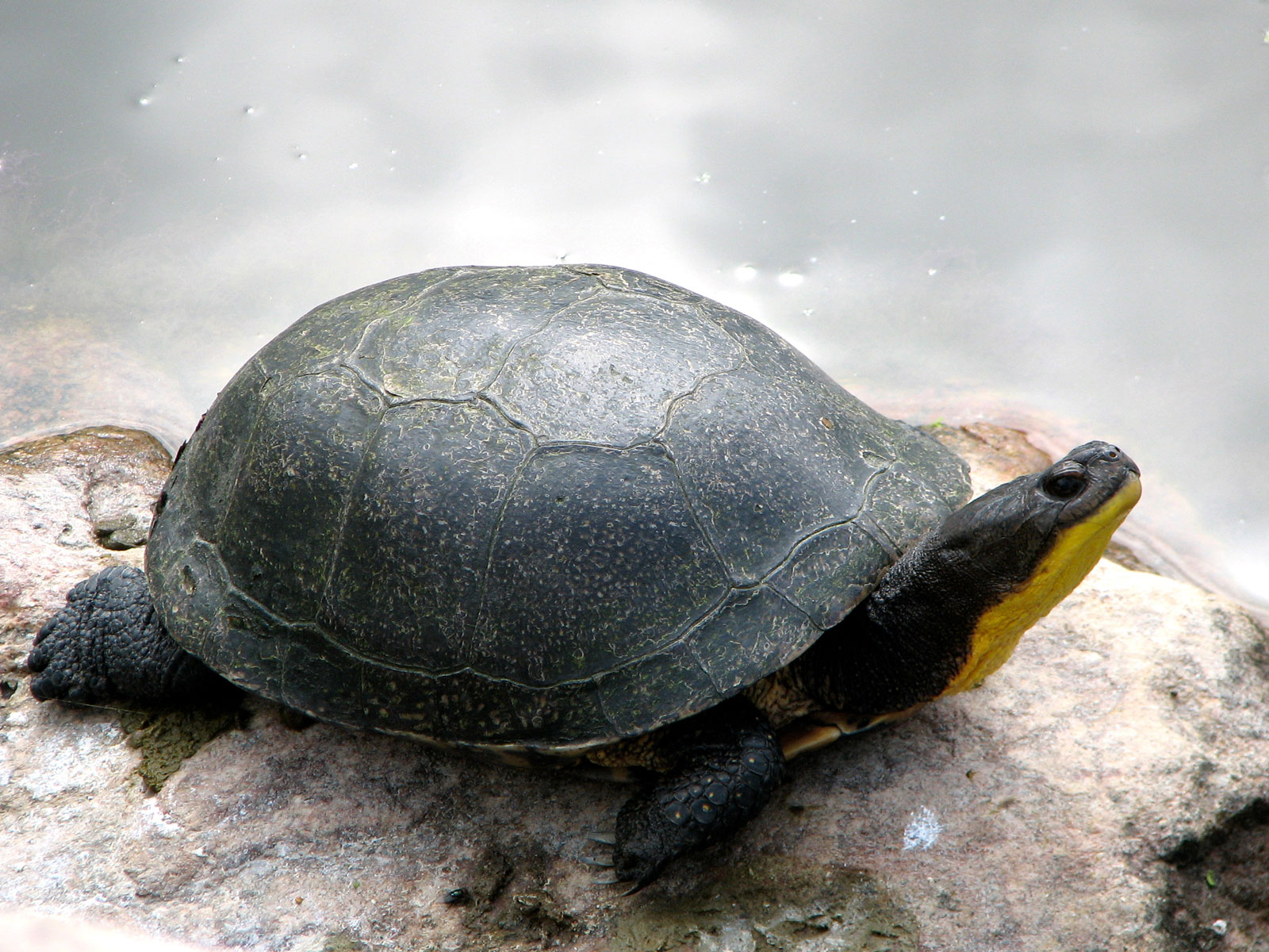 A blandings turtle