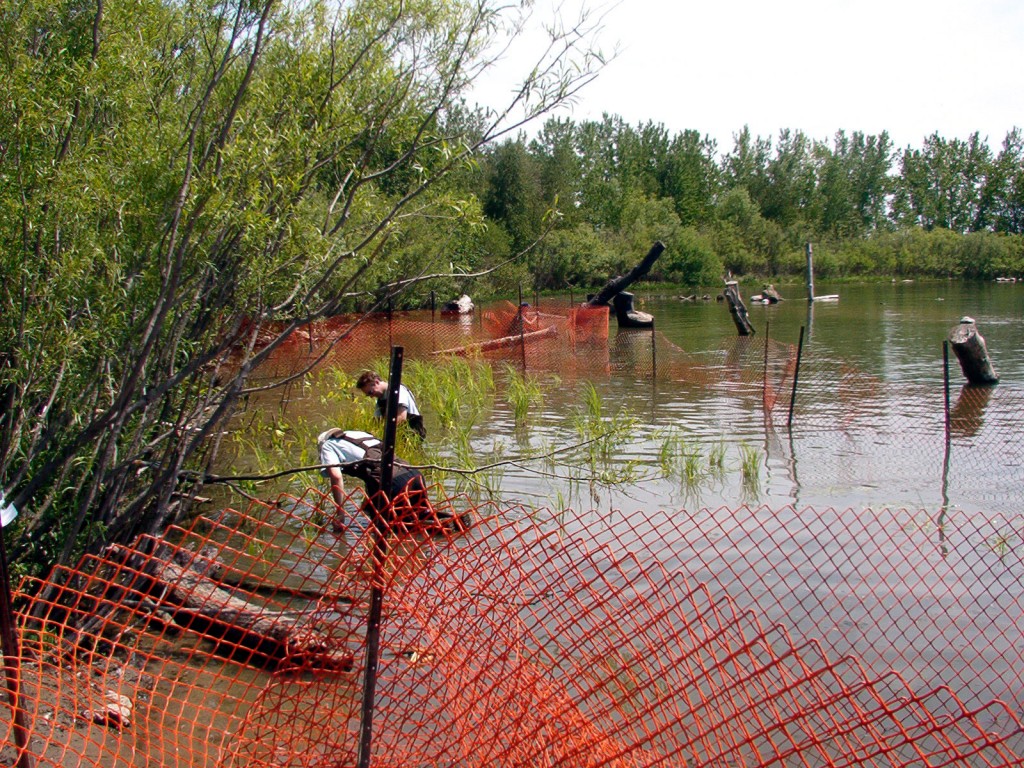 restoration-embayment