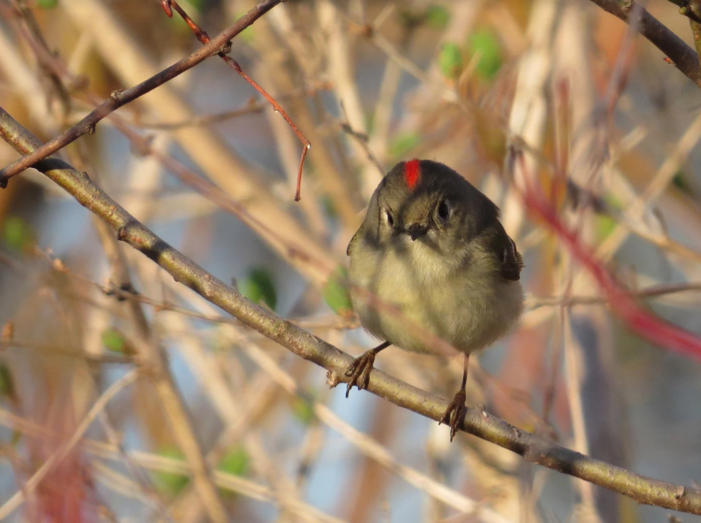 Bird in a tree branch