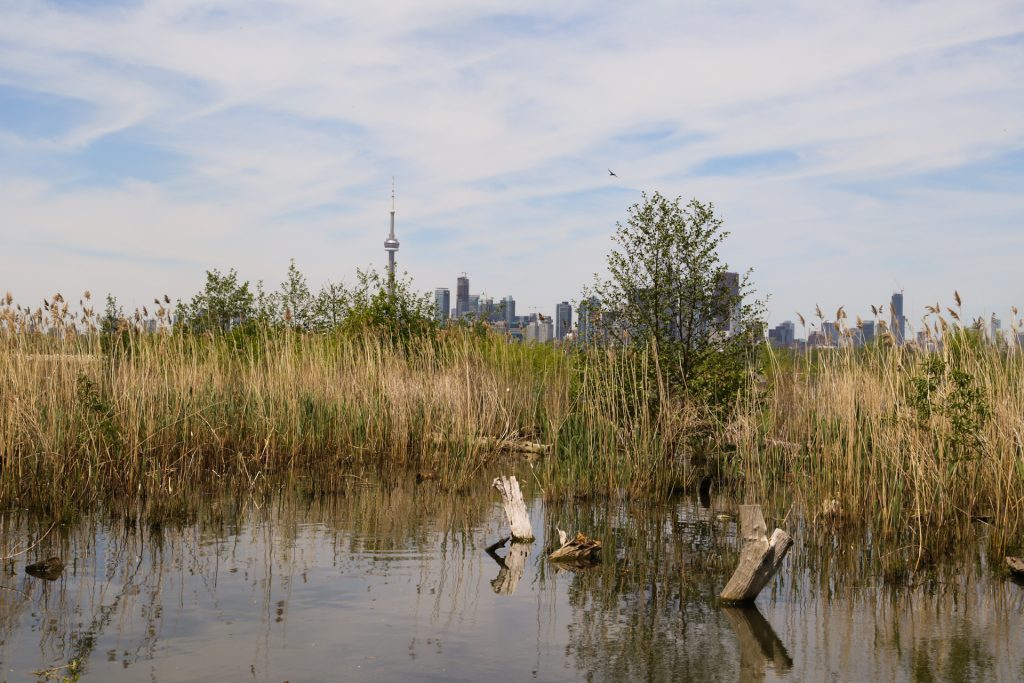 Tommy Thompson Park wetland – Tommy Thompson Park | Leslie Street Spit