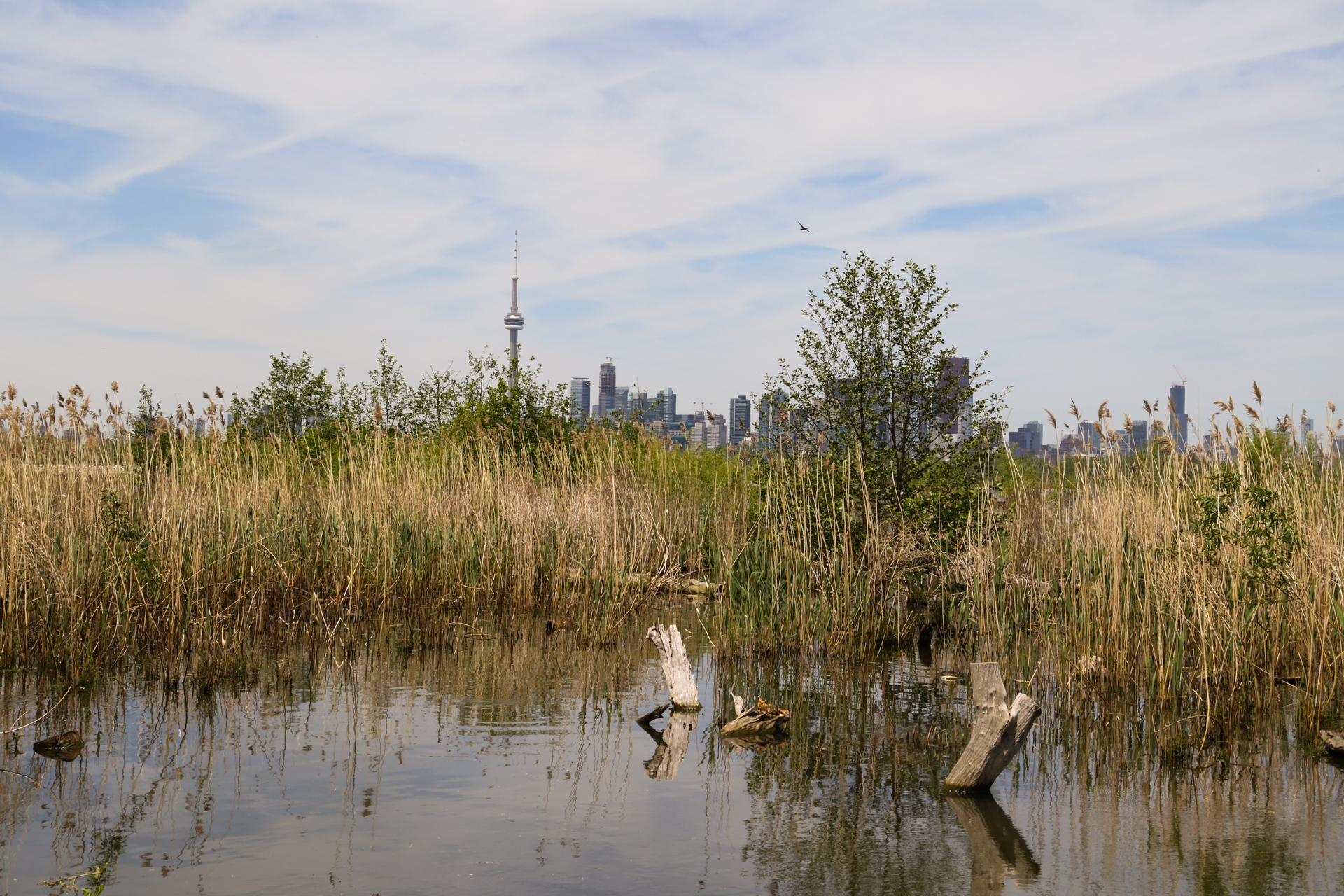 Tommy Thompson Park wetland