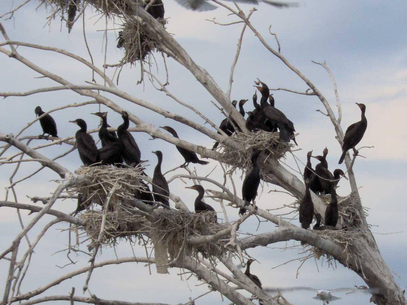 Cormorants in a tree on their nests