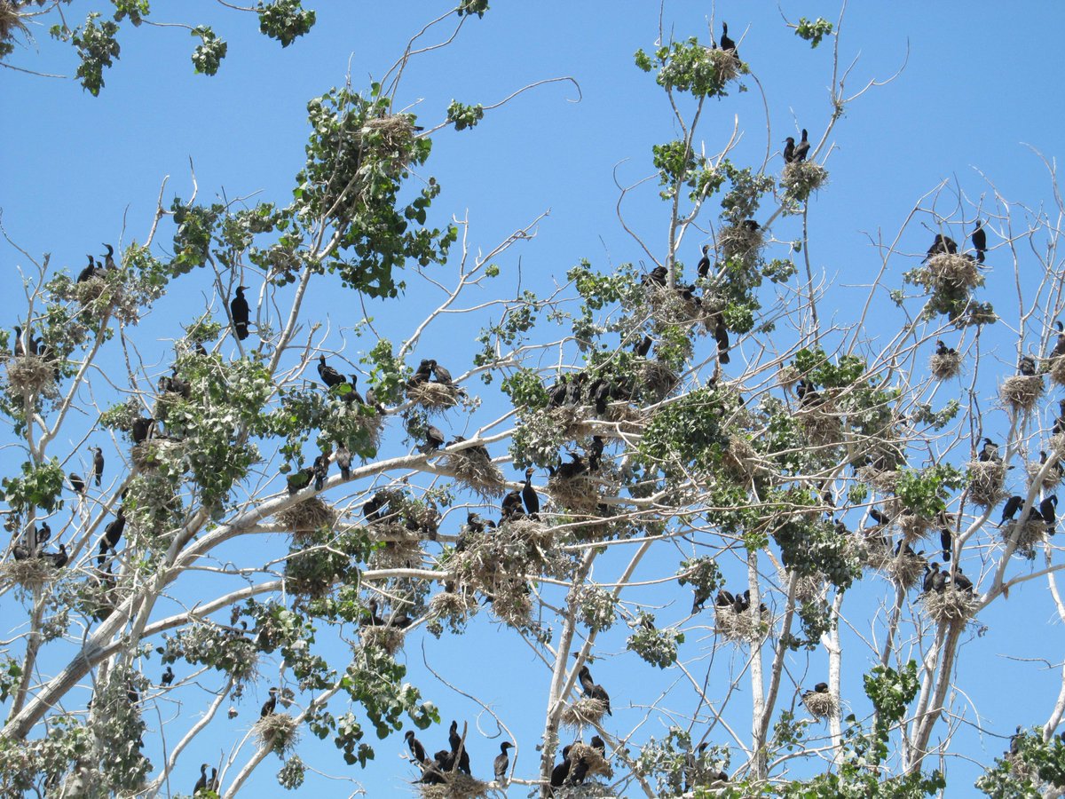 Cormorants