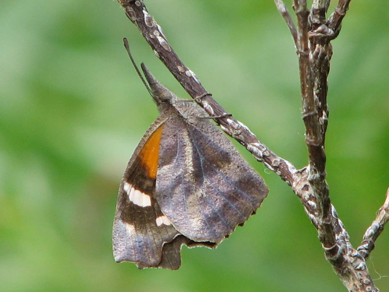 American Snout butterfly