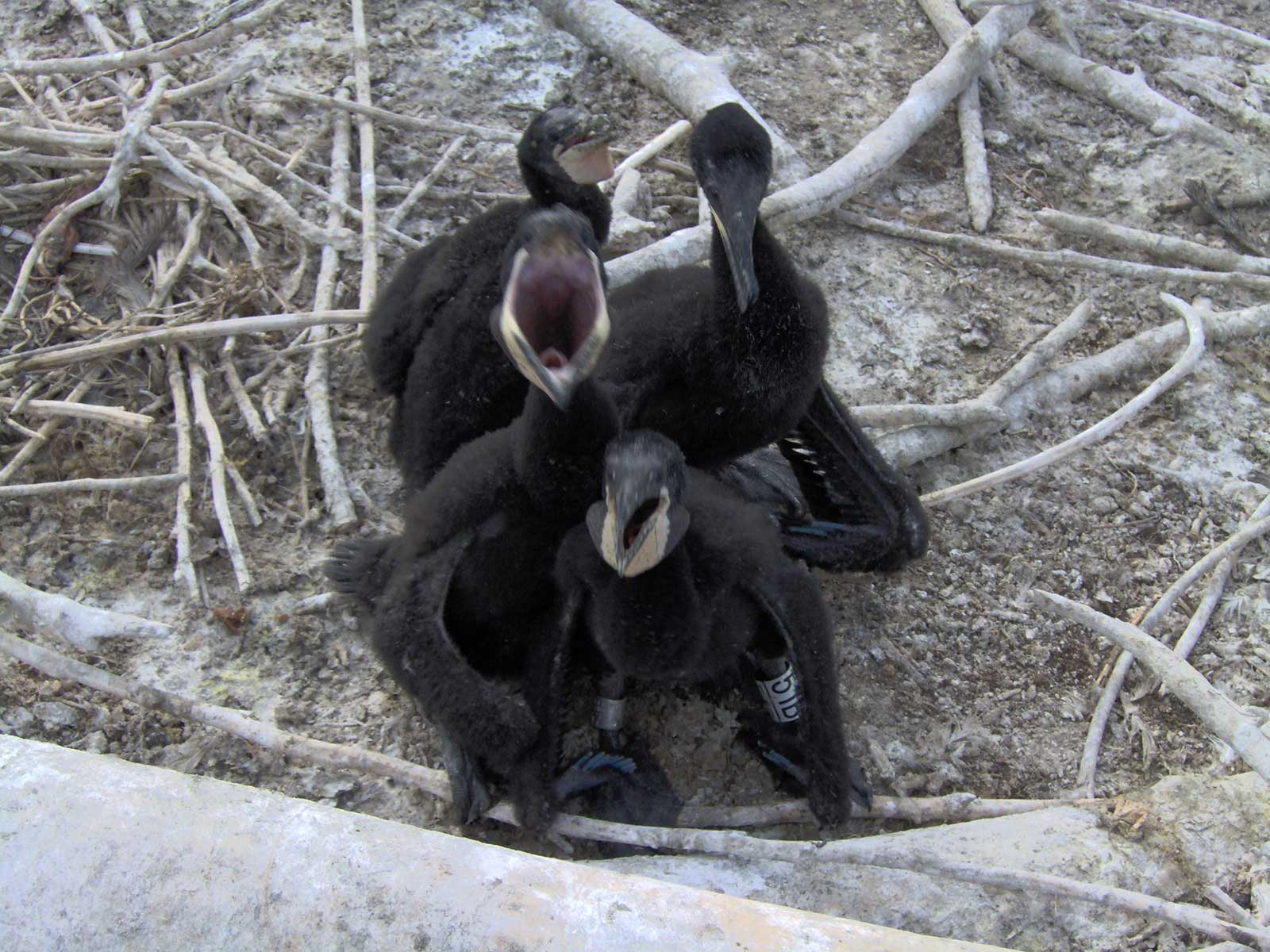 Banded baby cormorants
