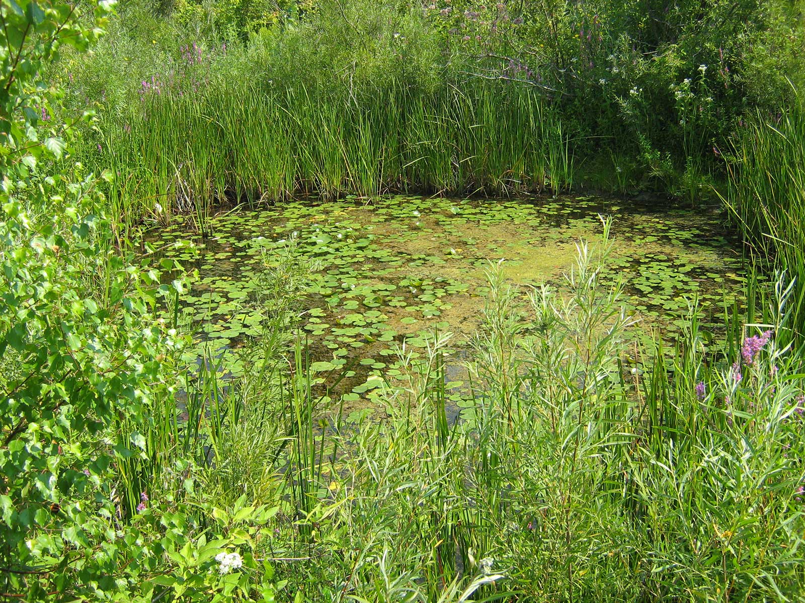 A wetland