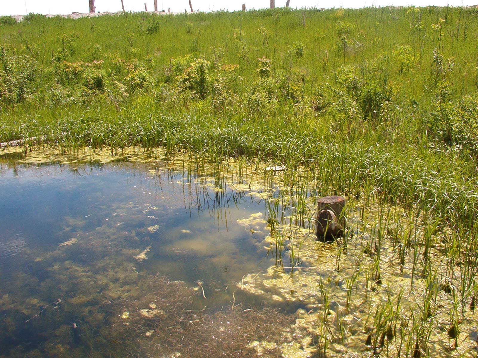 A wetland