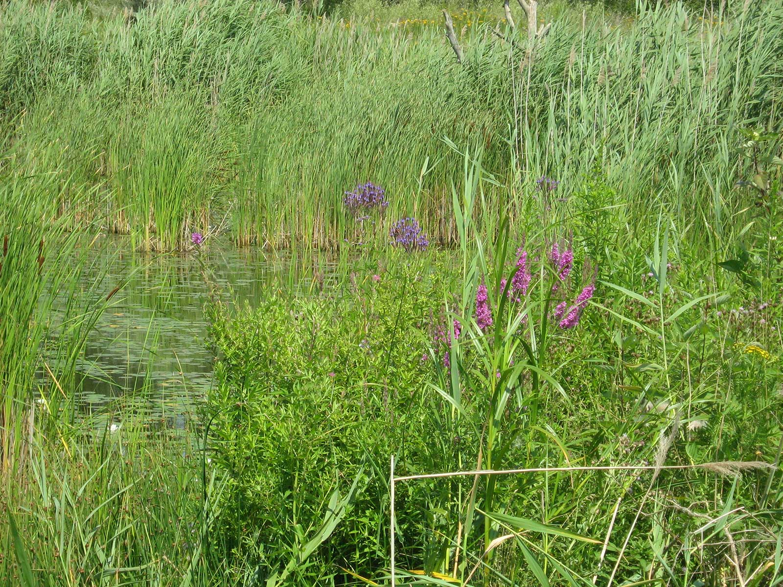 A wetland