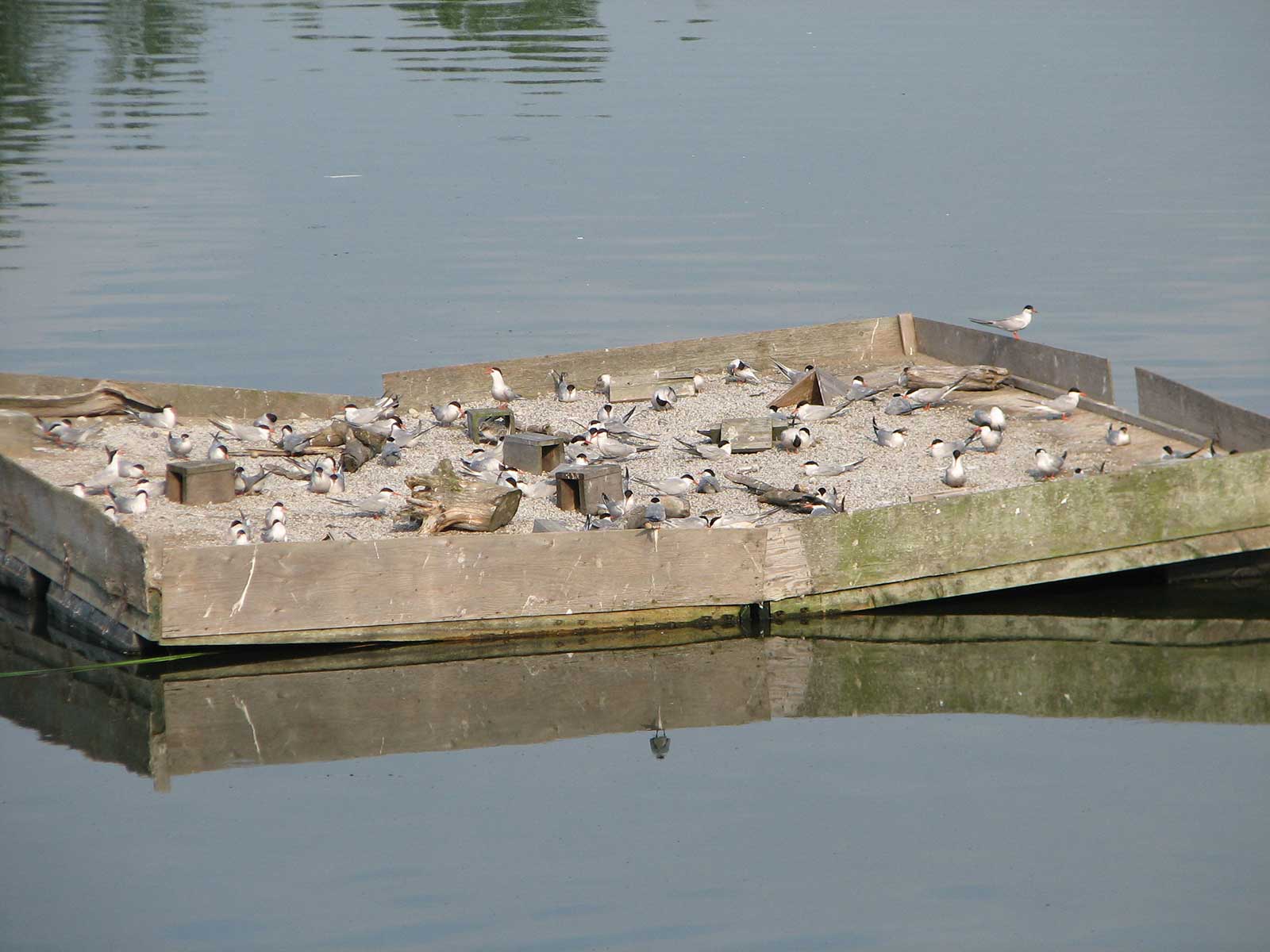 Terns on a raft in Embayment D at Tommy Thompson Park