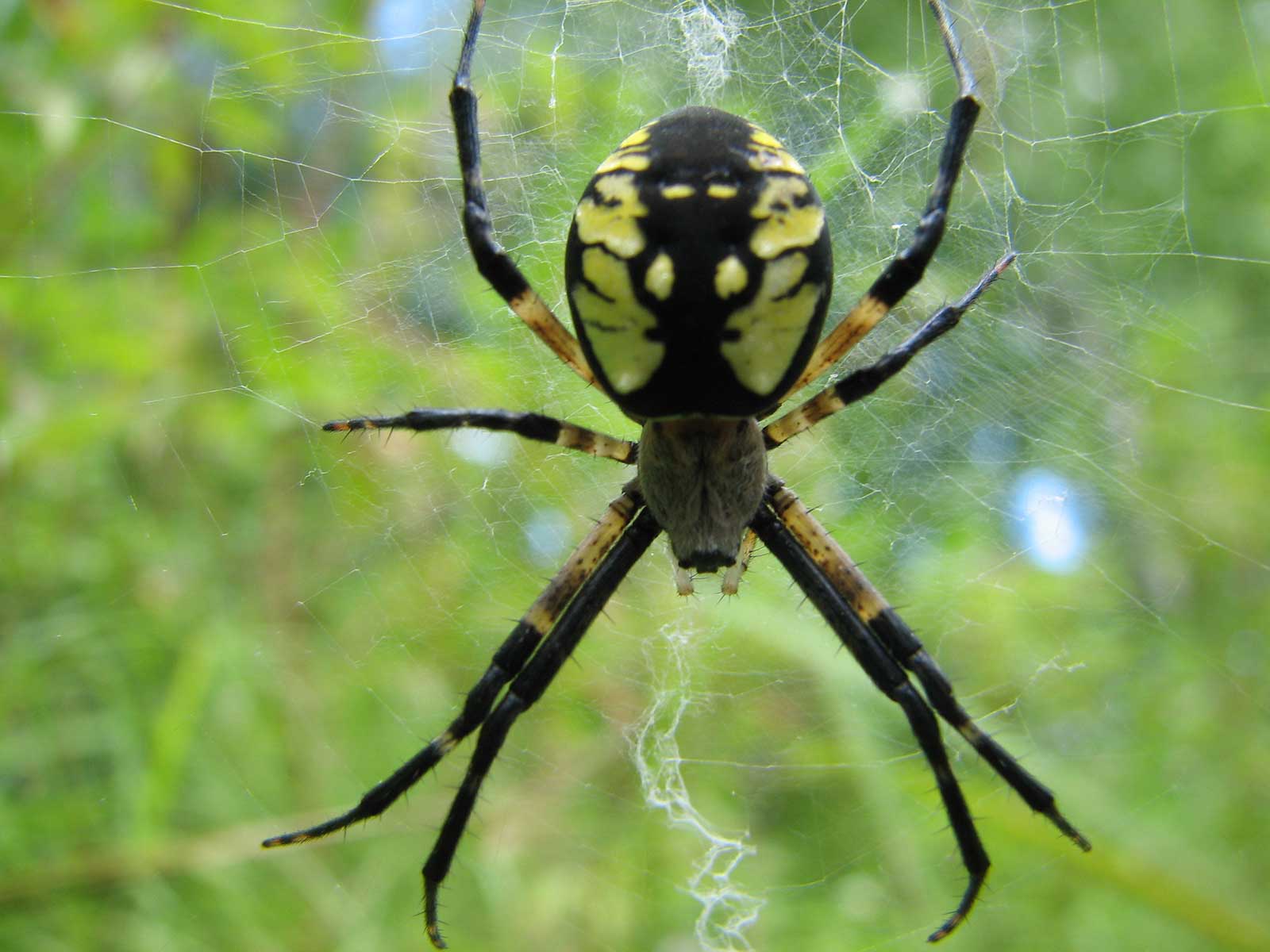 Argiope-aurantia Spider