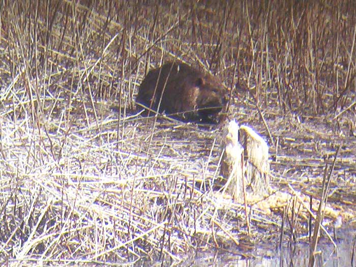 A beaver on the land