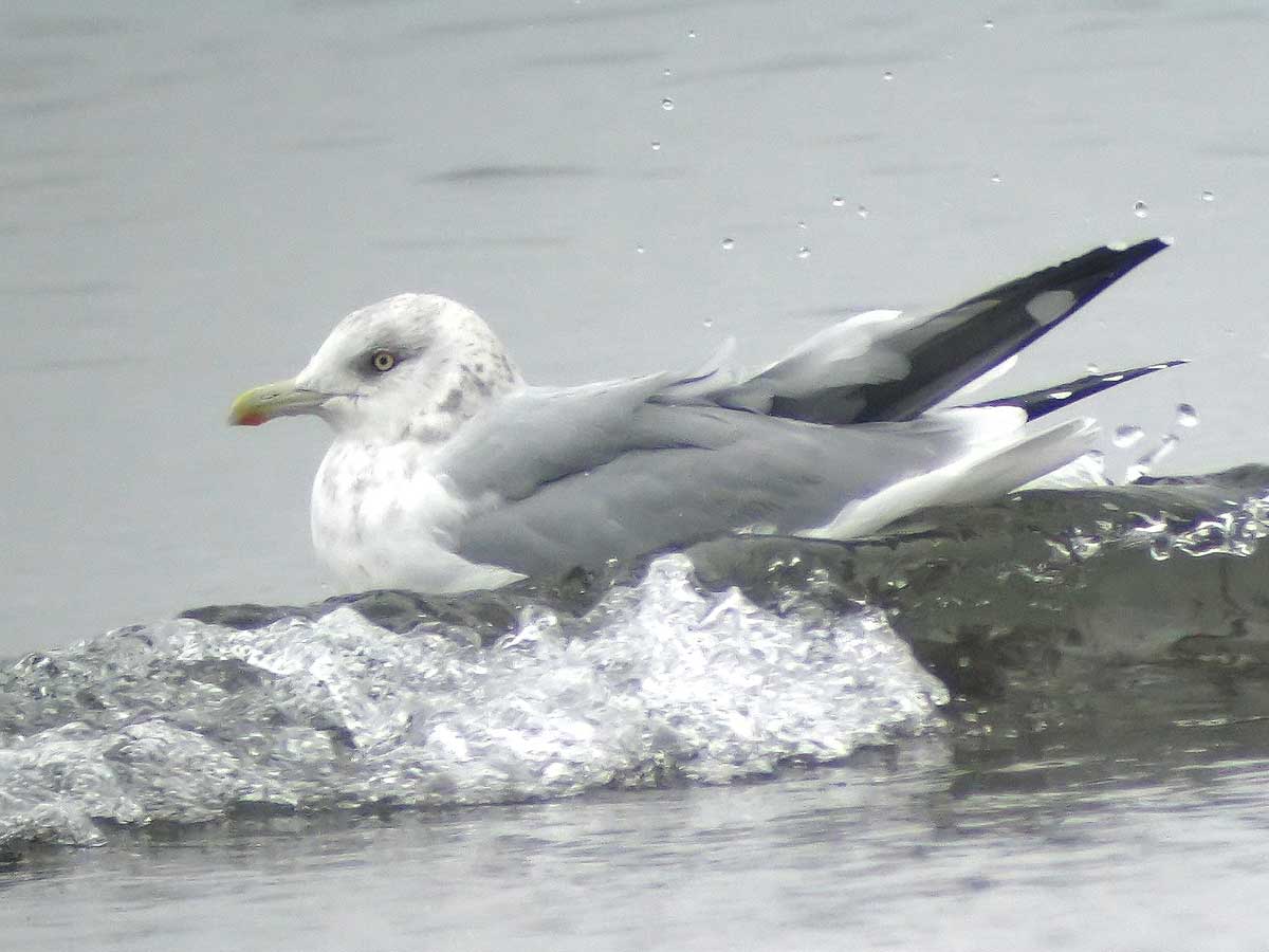 Gull in the water