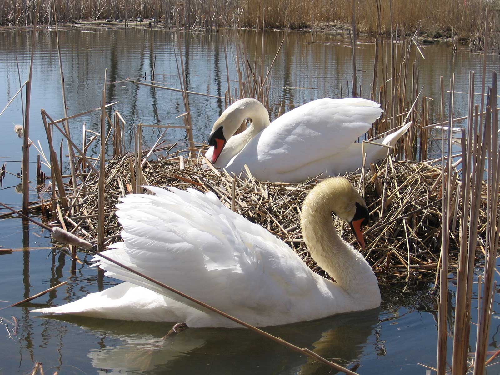Swans in a wetland
