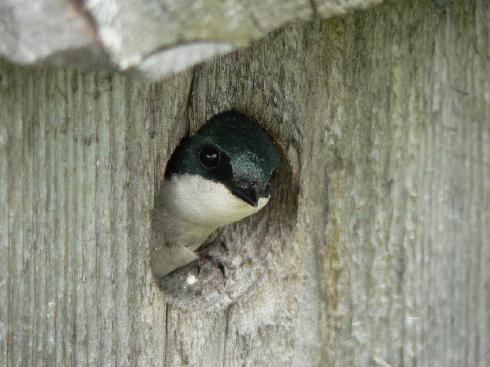 Bird in birdbox
