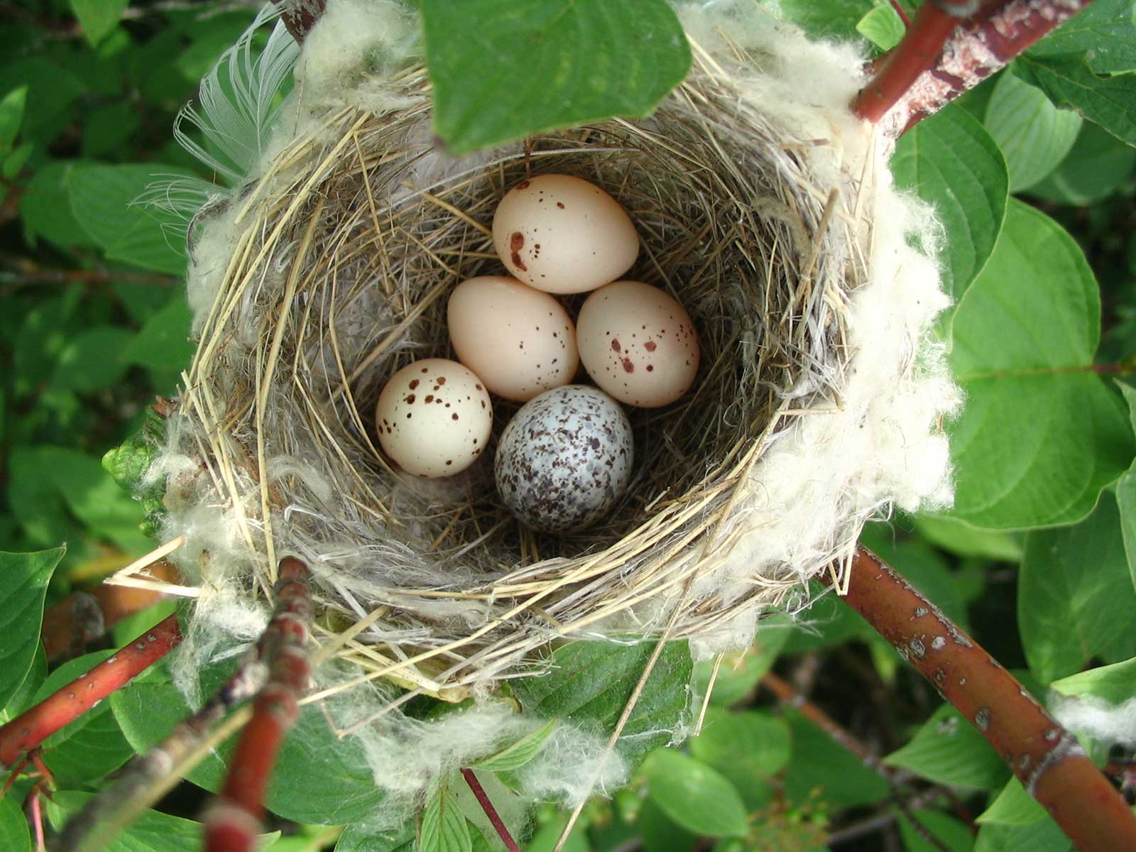 Bird eggs in a nest
