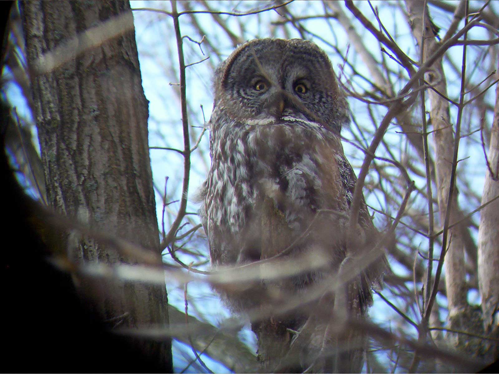 A great gray owl