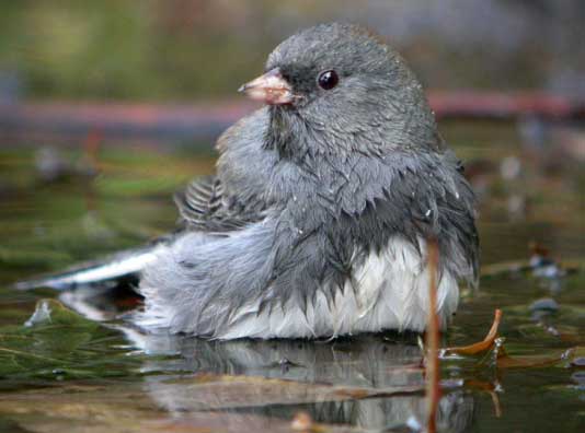 A junco bird – Tommy Thompson Park | Leslie Street Spit