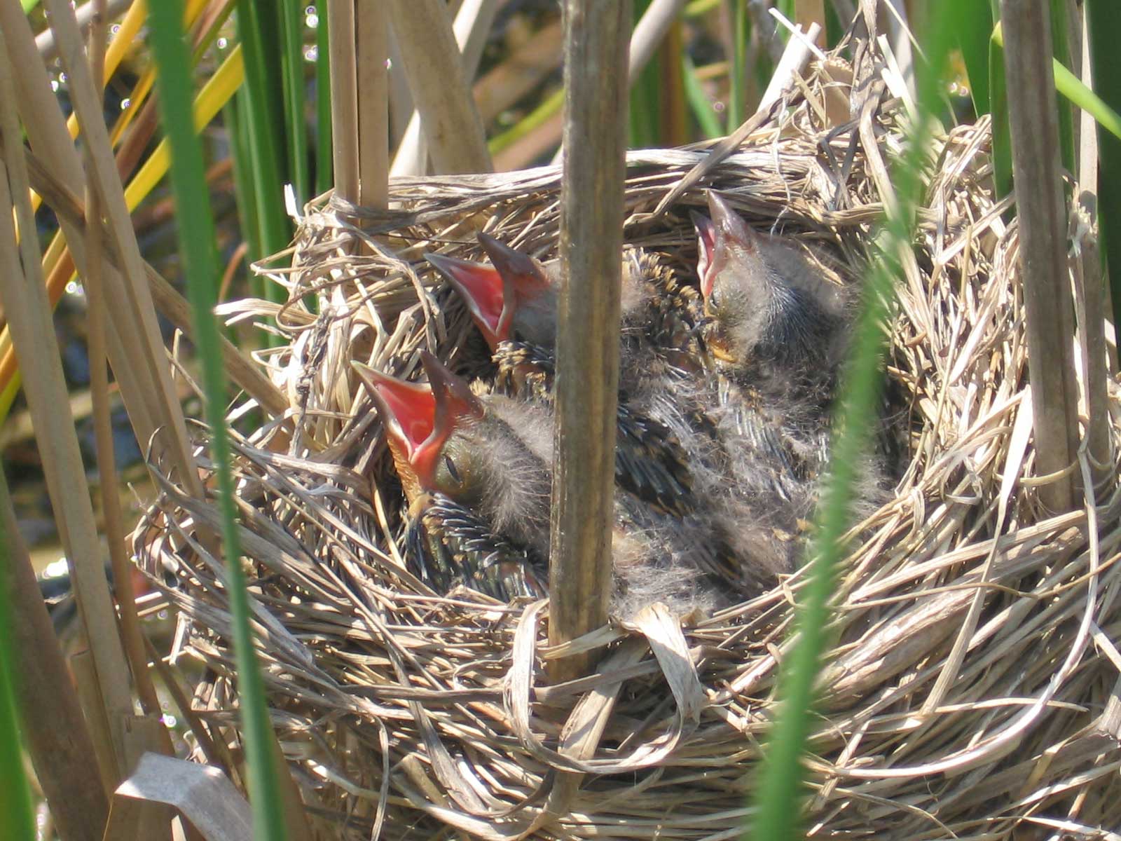 Baby birds in a nest