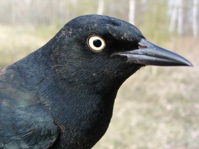 A rusty black bird