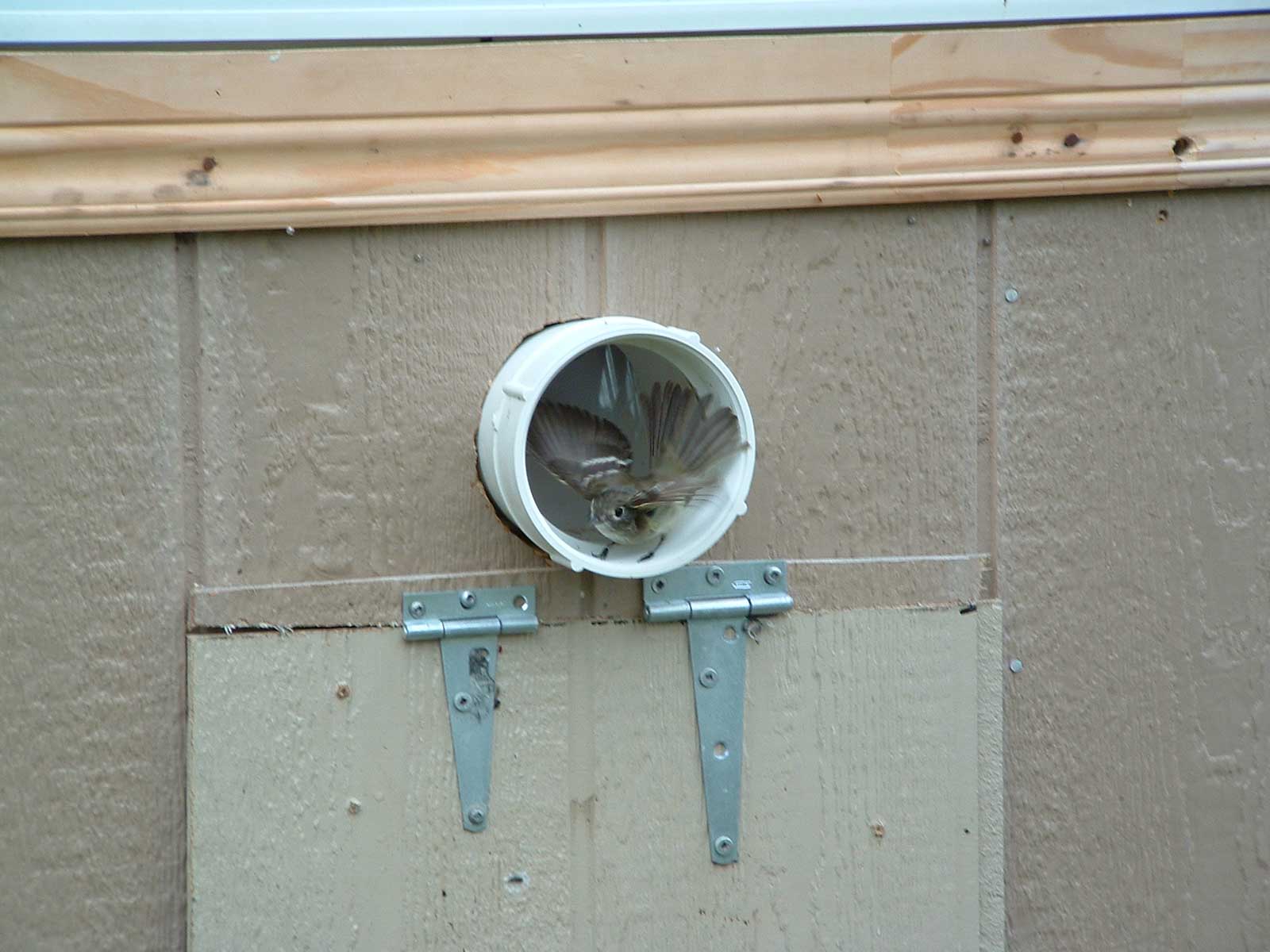 A bird in a bird tube