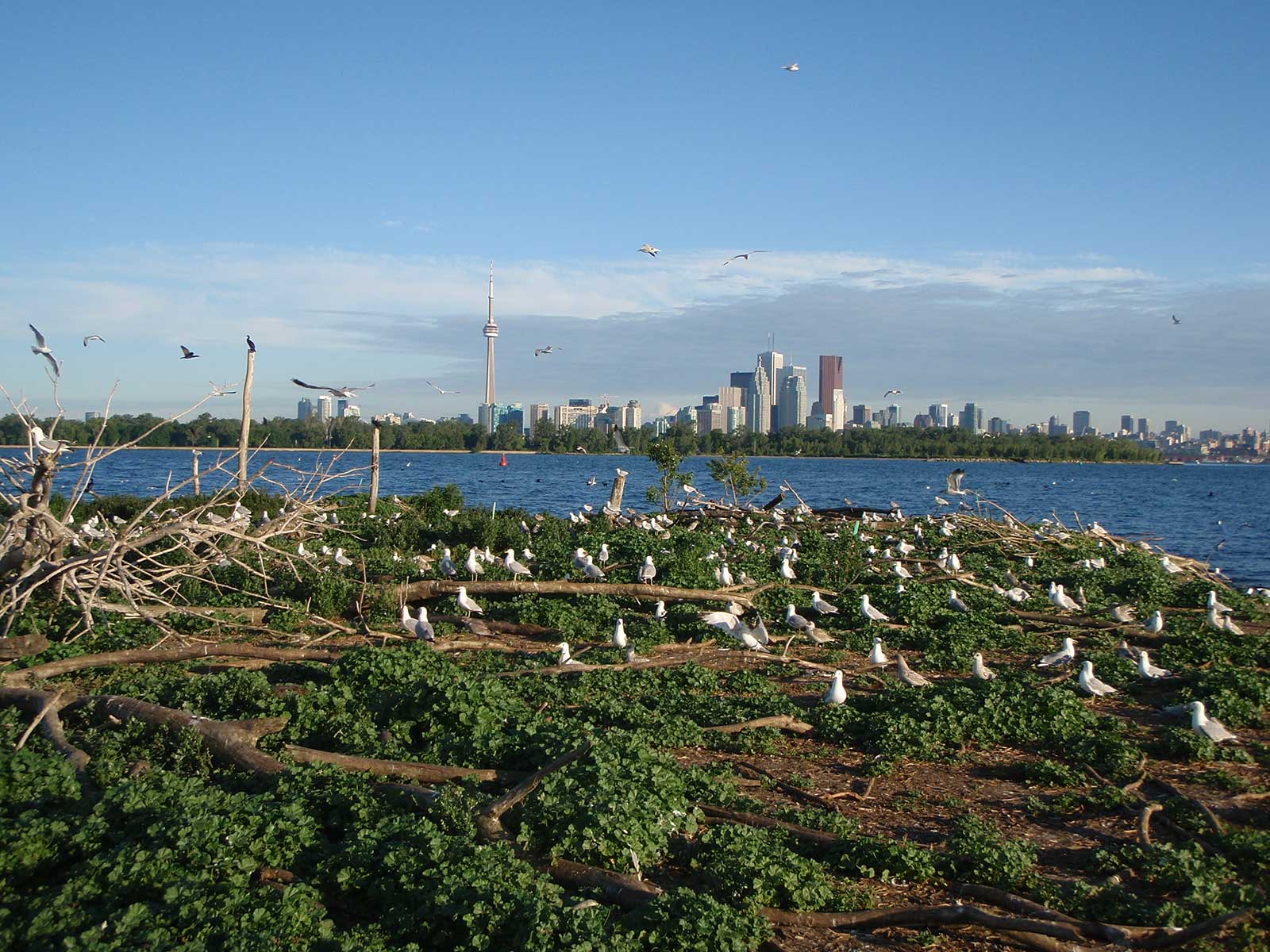 Colonial birds at Tommy Thompson Park with a view of the City of Toronto and the CN Tower in the background