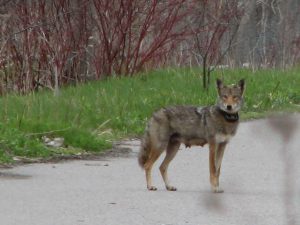A coyote along the road