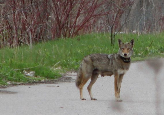 The Eastern Coyote is a mammal found at the park.