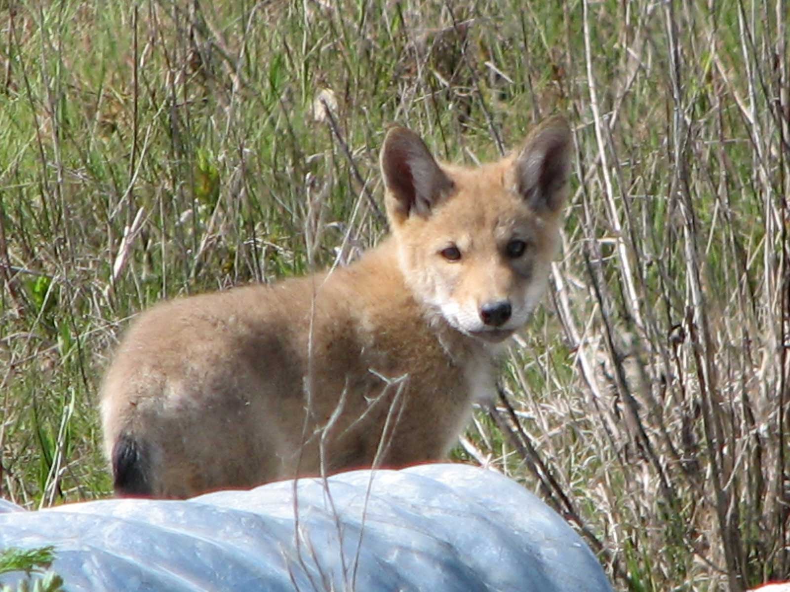 A coyote pup Tommy Thompson Park Leslie Street Spit