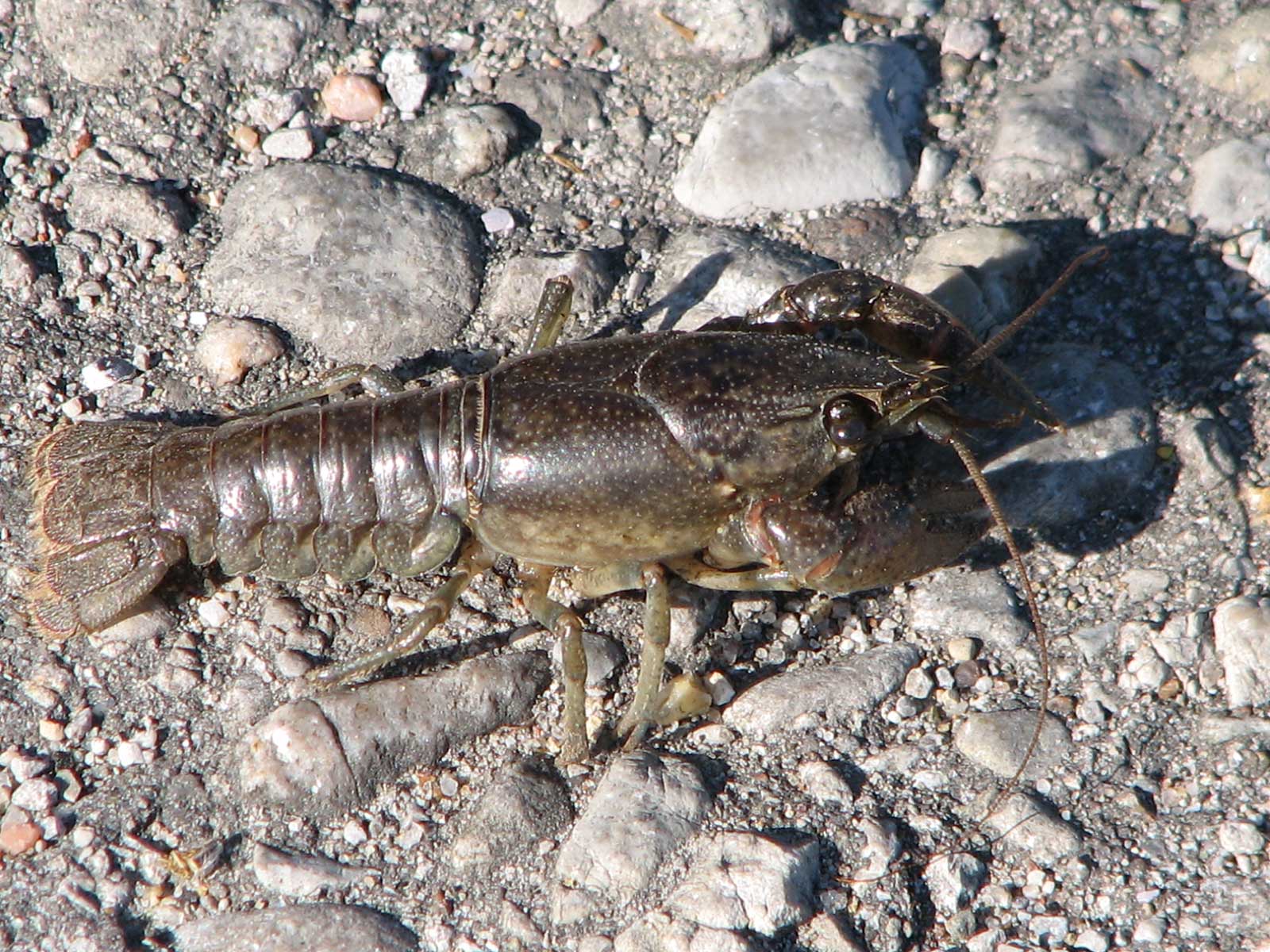 A crayfish