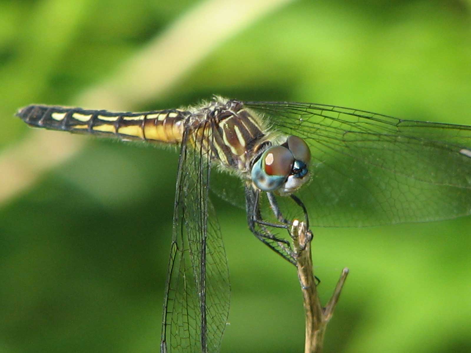A female blue dasher