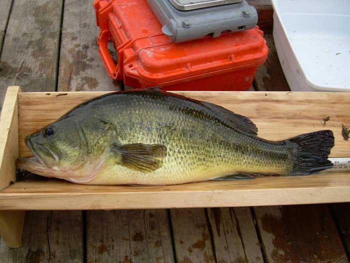 A largemouth bass