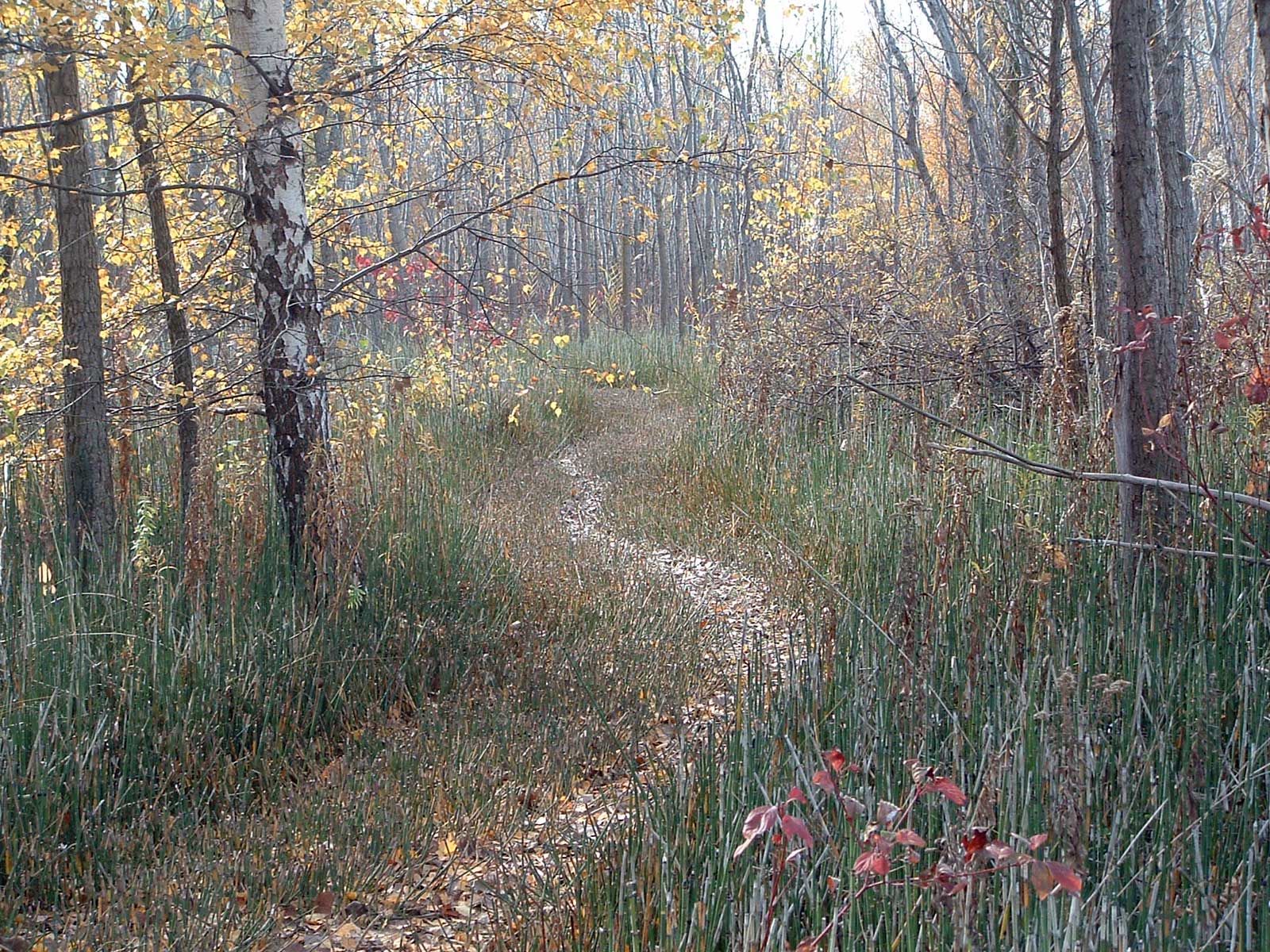A forest trail throug horsetail plants
